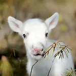 فندق Lapland Pallas