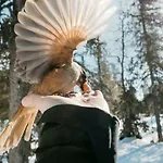 Lapland Pallas 3*