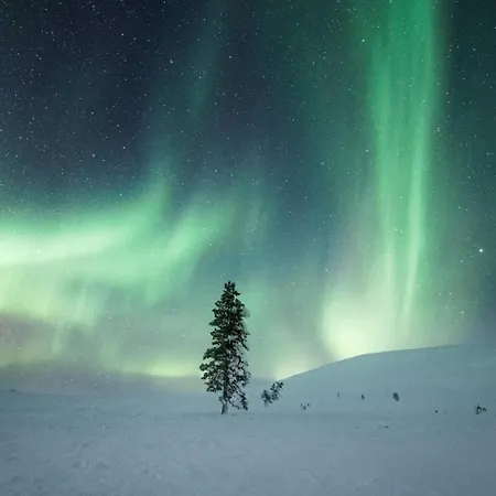 Lapland Pallas