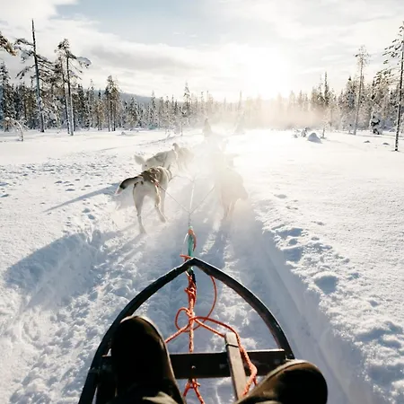 Lapland Pallas