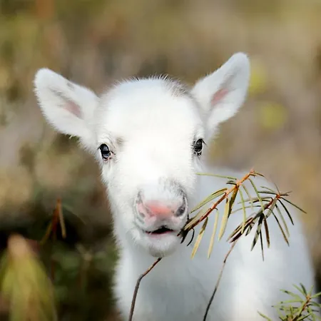 ホテル Lapland Pallas