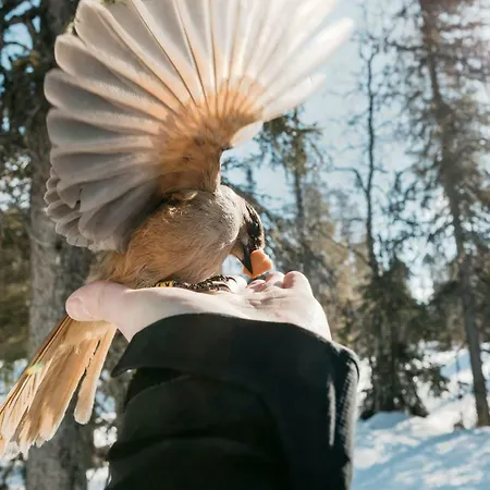 Lapland Pallas 3*