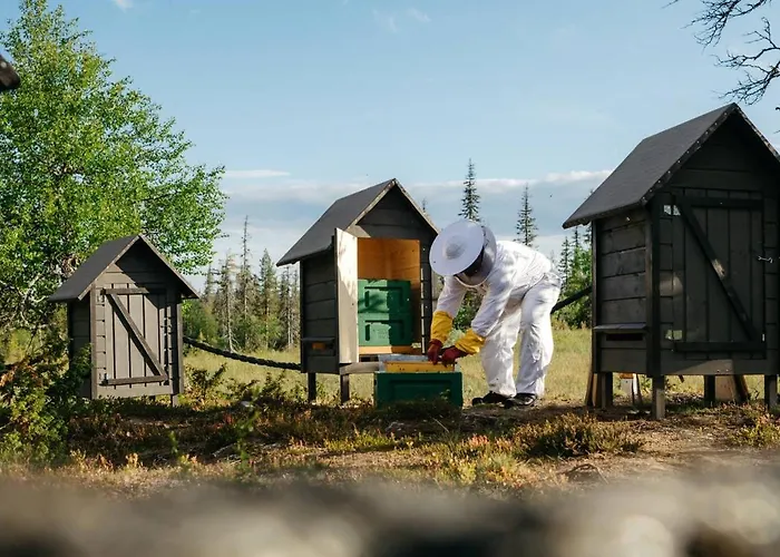 Lapland Pallas فندق