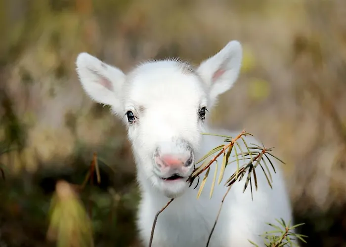 فندق Lapland Pallas